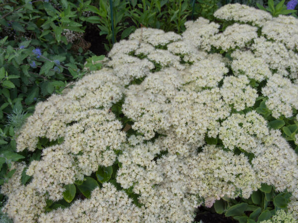Sedum Iceberg