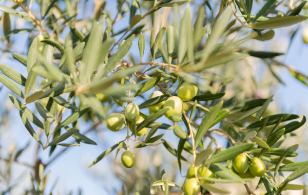 Olive Manzanillo