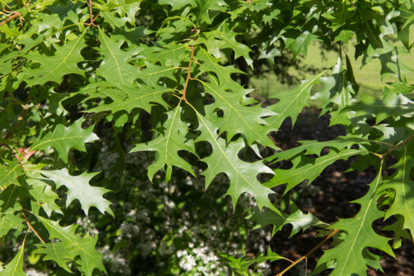 Pin Oak - Image 3