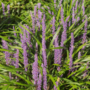 Liriope Summer Beauty