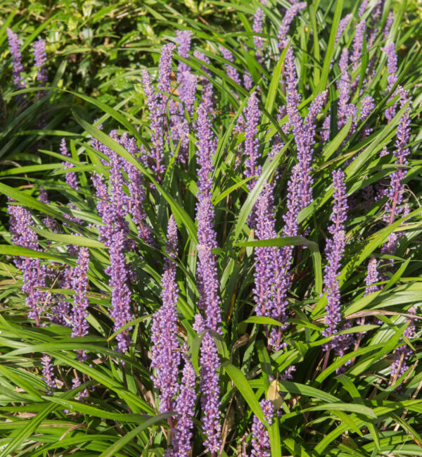 Liriope Summer Beauty