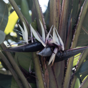 Giant Bird of Paradise