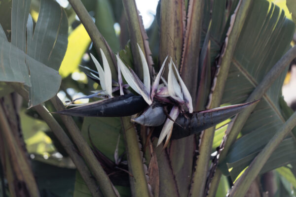 Giant Bird of Paradise