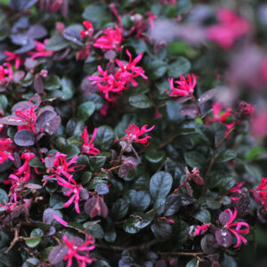 Loropetalum Purple Prince