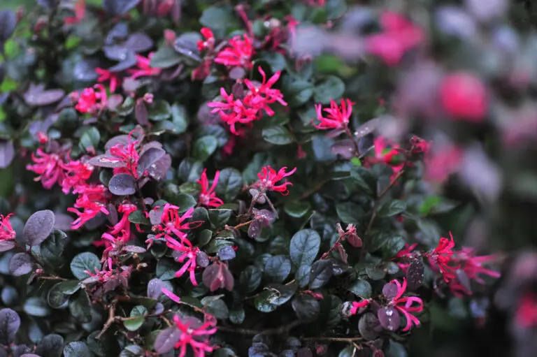 Loropetalum Purple Prince