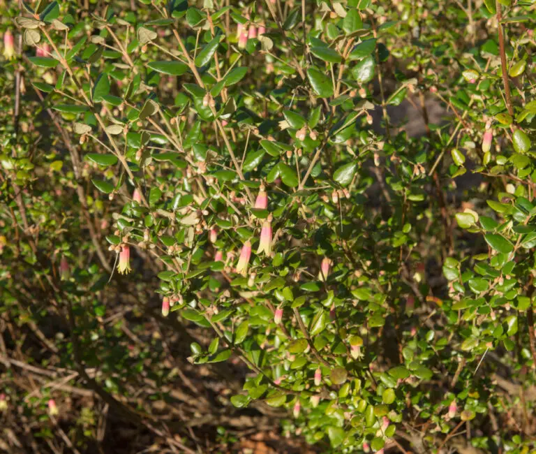 Correa Dusky Bells
