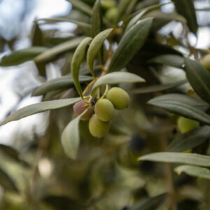 Olive Arbequina