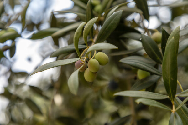 Olive Arbequina