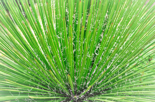 Twin-Flowered Agave - Image 2