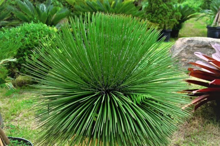 Twin-Flowered Agave