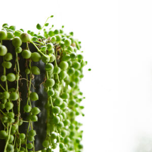 String of Pearls