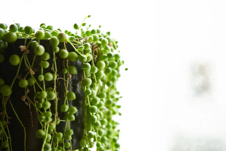 String of Pearls