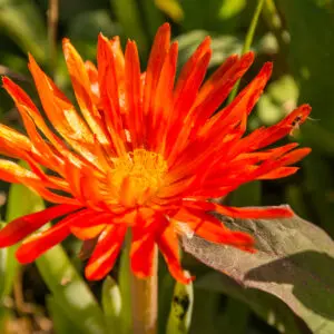 Pigface