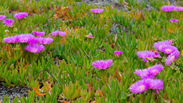 Ice Plant