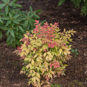 Nandina Obsession