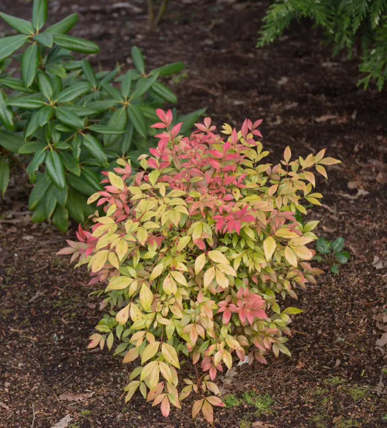 Nandina Obsession