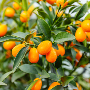 Nagami Kumquat