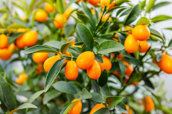 Nagami Kumquat