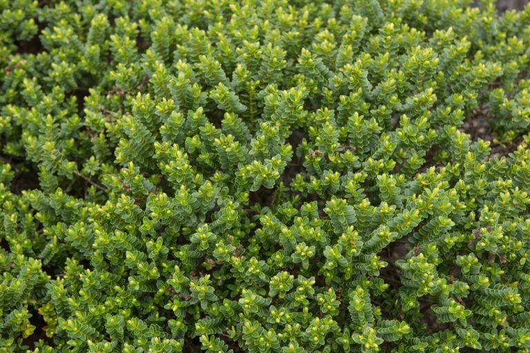 Hebe Emerald Green