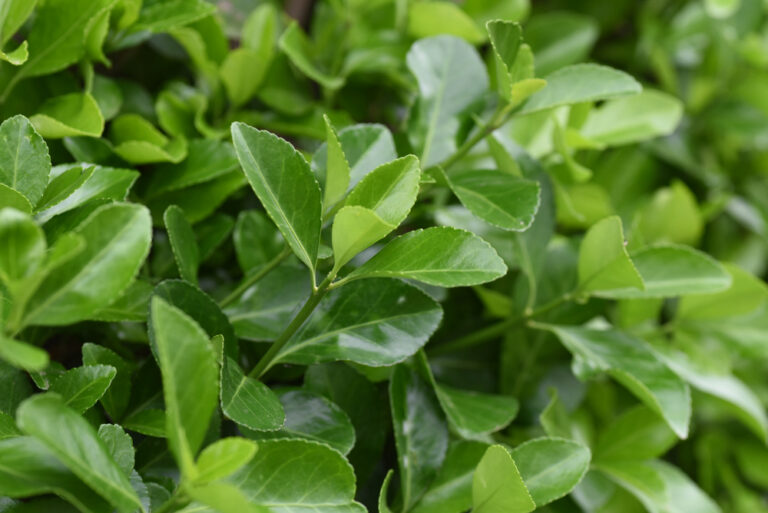Euonymus Tom Thumb