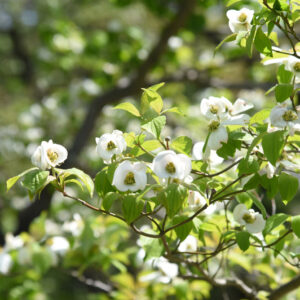Flowering Dogwood
