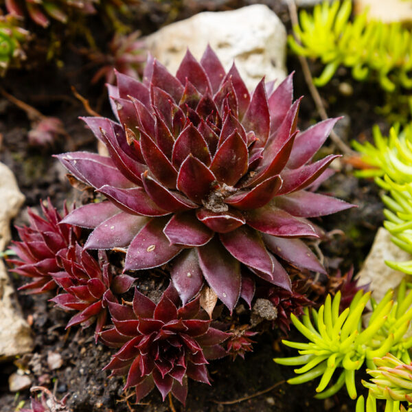 Sempervivum SuperSemp Onyx