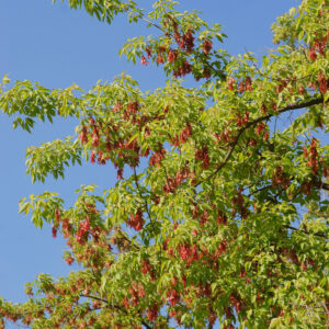 Purple Leaf Box Elder