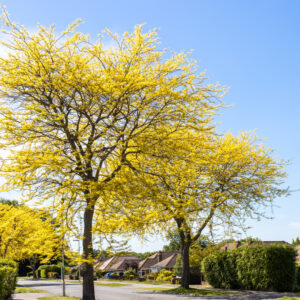 Sunburst Honey Locust