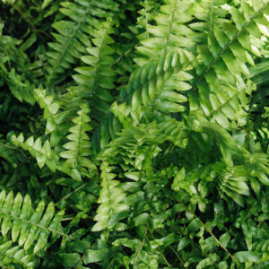Emerald Queen Fern