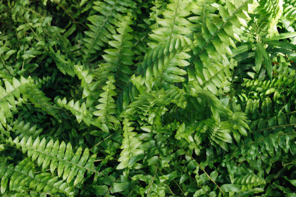 Emerald Queen Fern