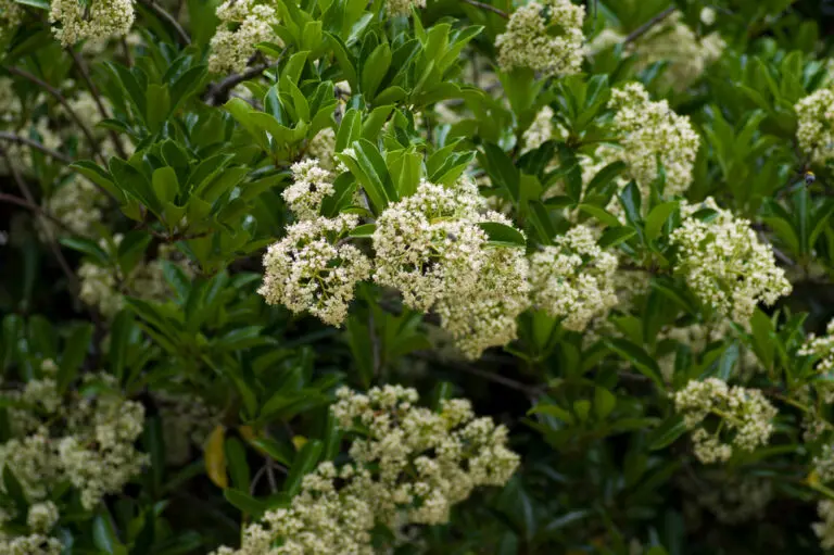 Sweet Viburnum
