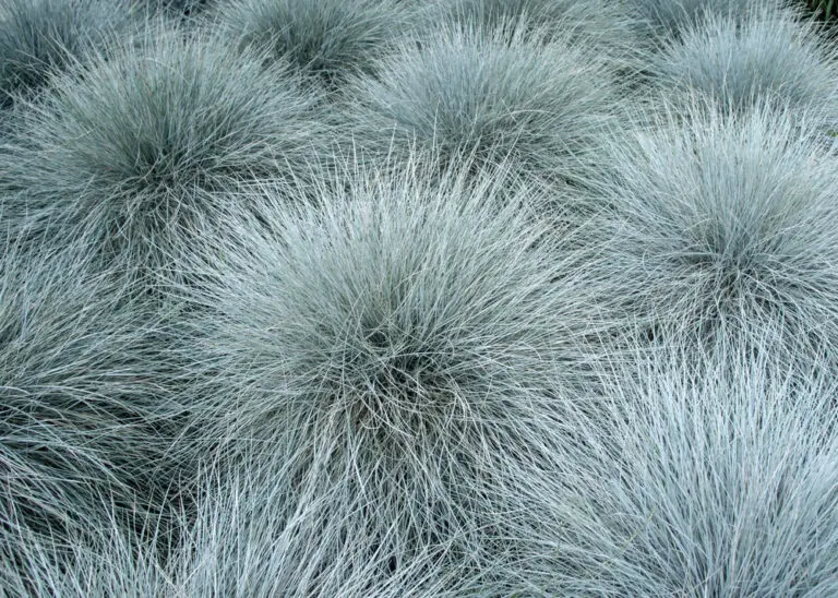Beyond Blue Fescue