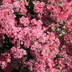 Sedum Purple Emperor