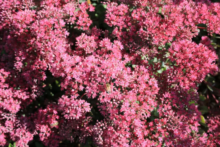 Sedum Purple Emperor