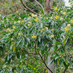 Native Frangipani