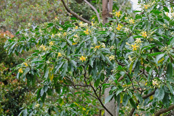 Native Frangipani
