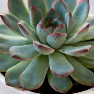 Echeveria Blue Marlin