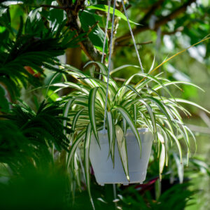 Spider Plant