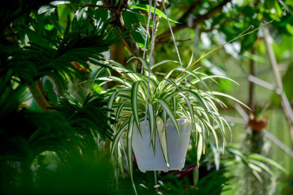 Spider Plant