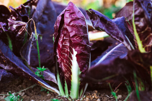 Radicchio