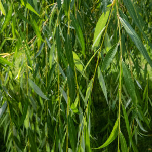 Lemon and Lime Willow Myrtle