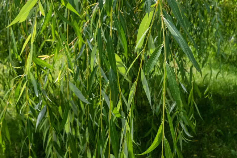 Lemon and Lime Willow Myrtle