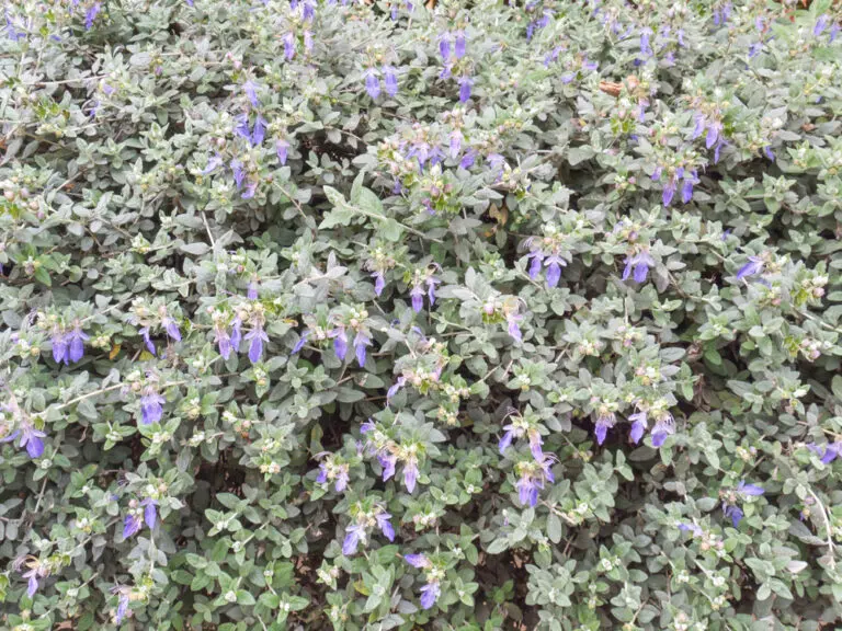 Tree Germander