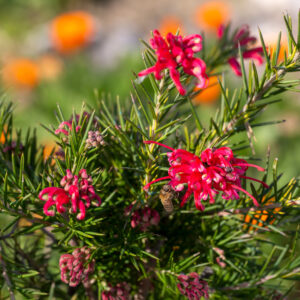Grevillea Legacy Flame