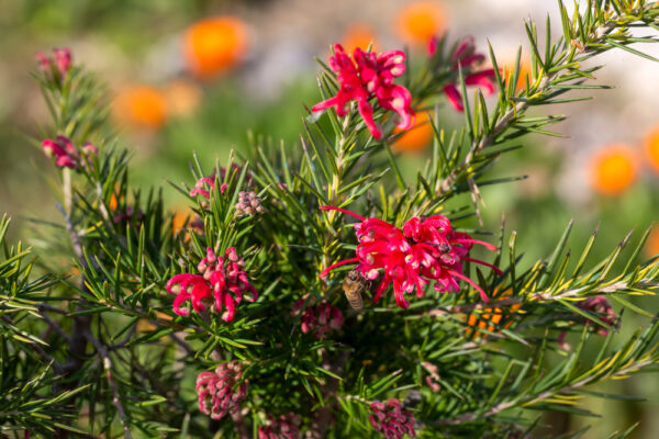 Grevillea Legacy Flame