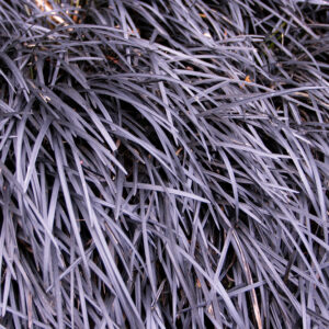 Black Mondo Grass