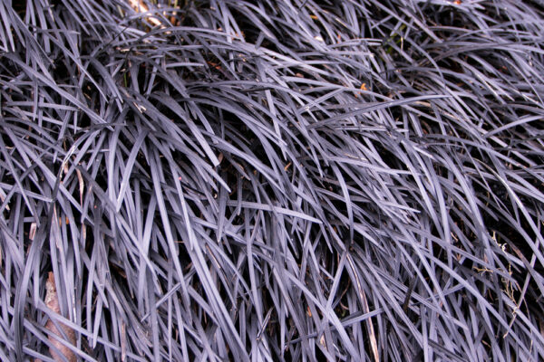 Black Mondo Grass