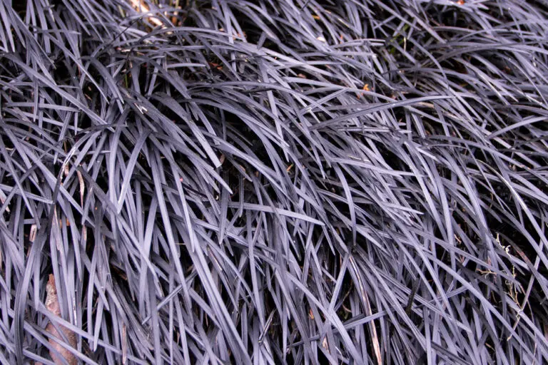 Black Mondo Grass