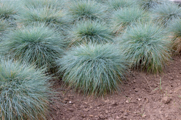 Blue Fescue