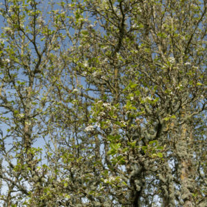 Capital Ornamental Pear